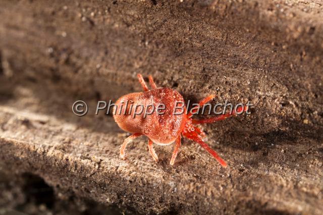 Acarina_4314.JPG - France, Arachnida, Acarina, Trombiidae, Trombidion soyeux (Trombidium holosericeum), velvet mite