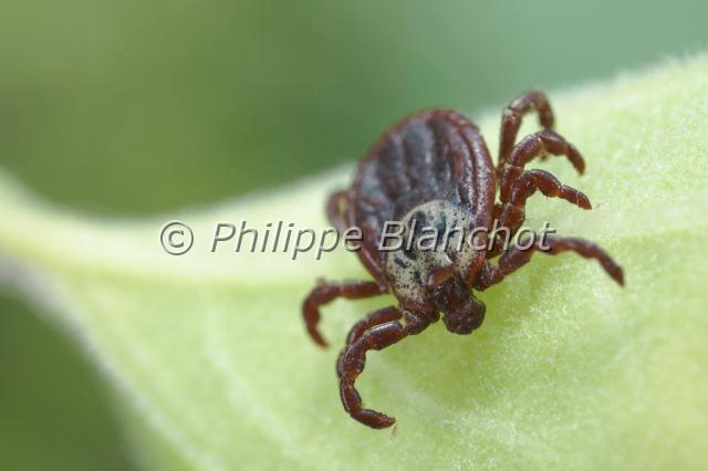 Acarina_4790.JPG - France, Arachnida, Acarina, Ixodida, Tique (Dermacentor marginatus)//France, Arachnida, Ixodida, Tick (Dermacentor marginatus)