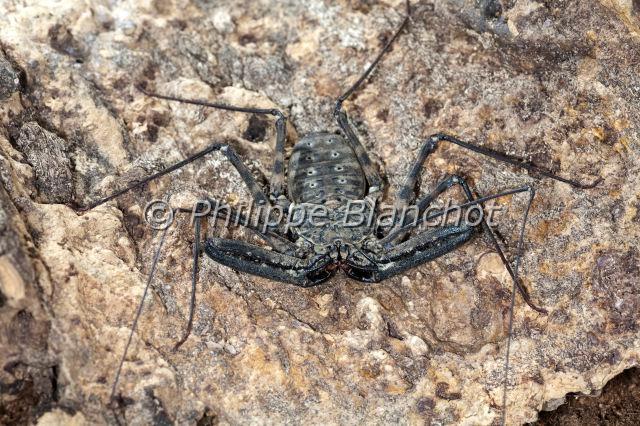 Amblypygi_7771.JPG - Togo, Arachnida, Amblypygi, Phrynichidae, Amblypyge (Damon medius), Whip spiders or Tailless whip scorpions