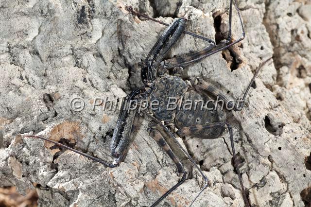 Amblypygi_7773.JPG - Togo, Arachnida, Amblypygi, Phrynichidae, Amblypyge (Damon medius), Whip spiders or Tailless whip scorpions