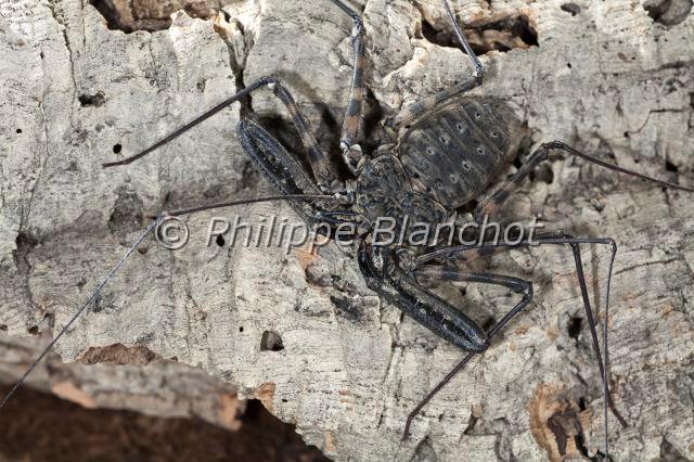 Amblypygi_7776.JPG - Togo, Arachnida, Amblypygi, Phrynichidae, Amblypyge (Damon medius), Whip spiders or Tailless whip scorpions