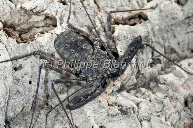 Amblypygi_7780.JPG - Togo, Arachnida, Amblypygi, Phrynichidae, Amblypyge (Damon medius), Whip spiders or Tailless whip scorpions