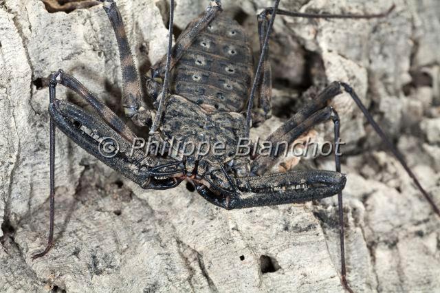 Amblypygi_7782.JPG - Togo, Arachnida, Amblypygi, Phrynichidae, Amblypyge (Damon medius), Whip spiders or Tailless whip scorpions