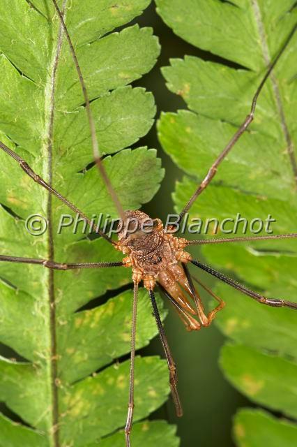 Opiliones_0434.JPG - France, Opiliones, Phalangiidae, Opilion ou Faucheux (Phalangium opilio), mâle, Common Harvestman