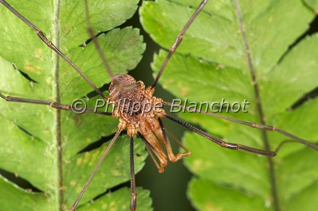 Opiliones_0435.JPG - France, Opiliones, Phalangiidae, Opilion ou Faucheux (Phalangium opilio), mâle, Common Harvestman