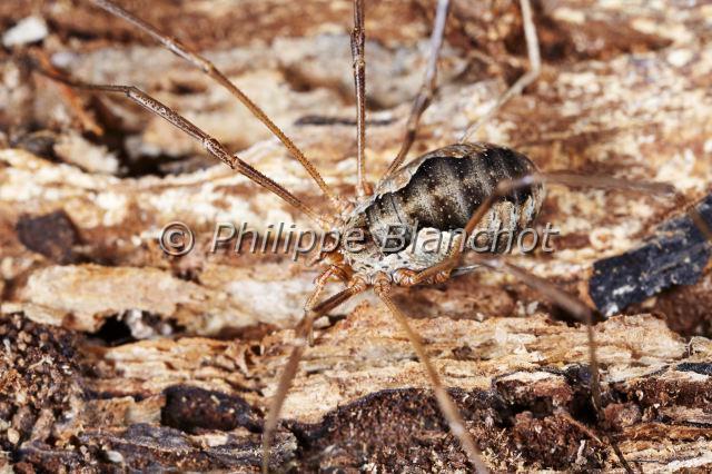 Opiliones_4188.JPG - France, Opiliones, Phalangiidae, Opilion ou Faucheux (Phalangium opilio), femelle, Common Harvestman