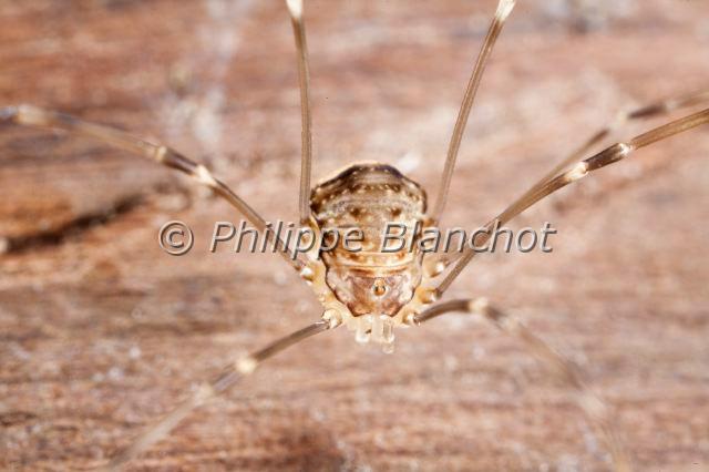 Opiliones_4305.JPG - France, Opiliones, Phalangiidae, Opilion ou Faucheux (Phalangium opilio), femelle, Common Harvestman