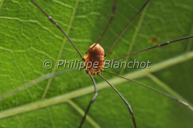 Opiliones_4443.JPG - France, Opiliones, Phalangiidae, Leiobuninae, Opilion ou Faucheux (Leiobunum blackwalli), Harvestman