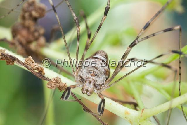 Opiliones_dicranopalpus.JPG - France, Opiliones, Phalangiidae, Opilion, faucheux (Dicranopalpus ramosus), Harvestman, Daddy-long-legs spider
