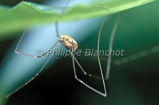 Opiliones_phalangium-1.JPG - France, Opiliones, Phalangiidae, Opilion ou Faucheux (Phalangium opilio), portrait, Common Harvestman