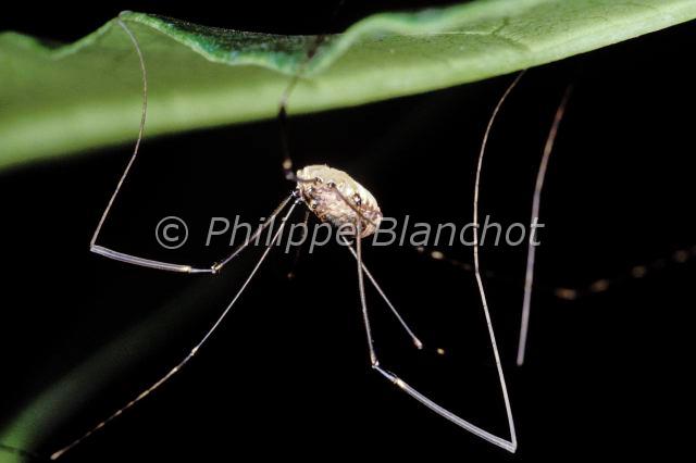 Opiliones_phalangium-2.JPG - France, Opiliones, Phalangiidae, Opilion ou Faucheux (Phalangium opilio), portrait, Common Harvestman