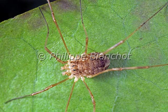 Opiliones_rilaena-2.JPG - France, Opiliones, Phalangiidae, Opilion ou Faucheux (Rilaena triangularis), Harvestman