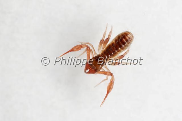 Pseudoscorpionida_7479.JPG - Arachnida, Pseudoscorpionida, Chthoniidae, Pseudoscorpion (Chthonius ischnocheles), mâle, 2 mm, Common Chthonid