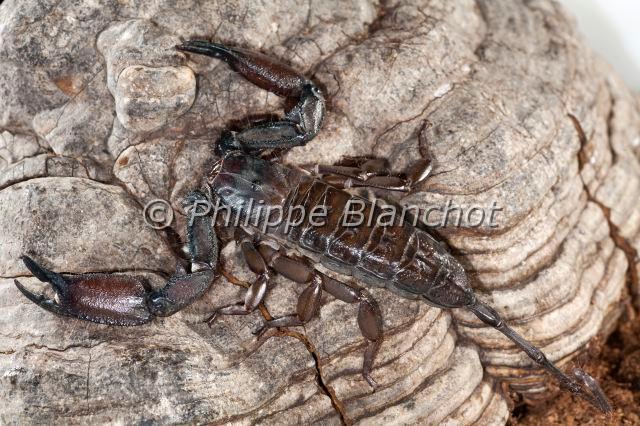 Scorpiones_7731.JPG - Afrique du Sud, Scorpiones, Hemiscorpiidae, Liochelinae, Scorpion plat des rochers (Hadogenes troglodytes), Flat Rock Scorpion
