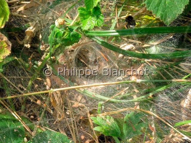 Agelenidae_2051.JPG - France, Morbihan (56), Araneae, Agelenidae, Araignée, Agélène à labyrinthe (Agelena labyrinthica), toile en entonnoir, Labyrinth Spider