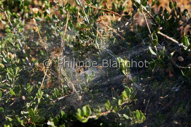 Agelenidae_2693.JPG - France, Morbihan (56), Araneae, Agelenidae, Araignée, Agélène à labyrinthe (Agelena labyrinthica), toile en entonnoir, Labyrinth Spider