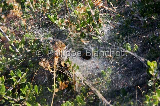 Agelenidae_2698.JPG - France, Morbihan (56), Araneae, Agelenidae, Araignée, Agélène à labyrinthe (Agelena labyrinthica), toile en entonnoir, Labyrinth Spider, in "Portraits d'araignées" de Christine Rollard et Philippe Blanchot, ed. Quae