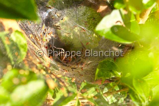 Agelenidae_4554.JPG - France, Morbihan (56), Araneae, Agelenidae, Araignée, Agélène à labyrinthe (Agelena labyrinthica), toile en entonnoir, Labyrinth Spider