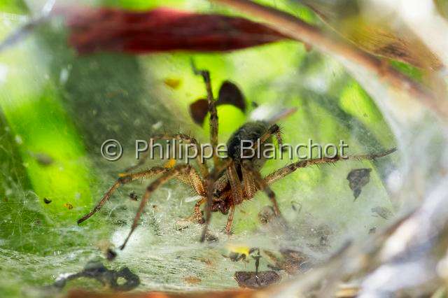 Agelenidae_4705.JPG - France, Morbihan (56), Araneae, Agelenidae, Araignée, Agélène à labyrinthe (Agelena labyrinthica), toile en entonnoir, Labyrinth Spider