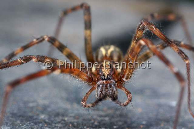 Agelenidae_4896.JPG - France, Pyrénées-Atlantiques (64), Araneae, Tégénaire pyrénéenne (Tegenaria inermis), portrait de femelle se nettoyant les pédipalpes, House spiderin "Portraits d'araignées" de Christine Rollard et Philippe Blanchot, ed. Quae