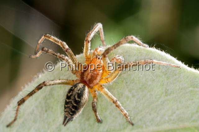 Agelenidae_8681.JPG - France, Morbihan (56), Araneae, Agelenidae, Araignée, Agélène à labyrinthe (Agelena labyrinthica), Labyrinth Spider, in "Portraits d'araignées" de Christine Rollard et Philippe Blanchot, ed. Quae