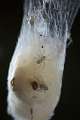 Agelenidae_0043