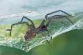 Agelenidae_0280