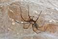 Agelenidae_1161