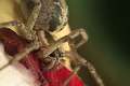 Agelenidae_1389