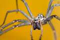 Agelenidae_1443