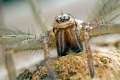 Agelenidae_1488