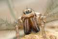 Agelenidae_1494