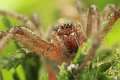 Agelenidae_1810