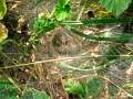 Agelenidae_2051