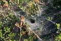 Agelenidae_2698