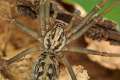 Agelenidae_3823