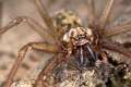 Agelenidae_4368