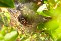 Agelenidae_4554