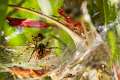 Agelenidae_4703