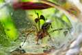 Agelenidae_4705