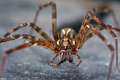 Agelenidae_4896