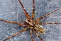 Agelenidae_4901