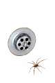 Agelenidae_5010