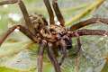 Agelenidae_6000