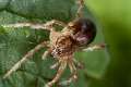 Agelenidae_7981