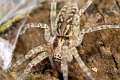Agelenidae_8022