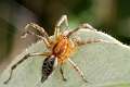 Agelenidae_8681