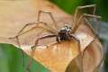 Agelenidae_9264
