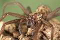 Agelenidae_9331