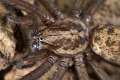 Agelenidae_9336